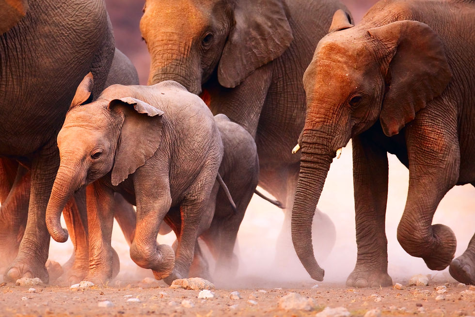 African Wildlife